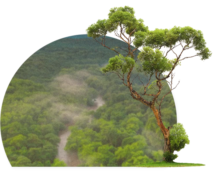 Trees Laz Paz